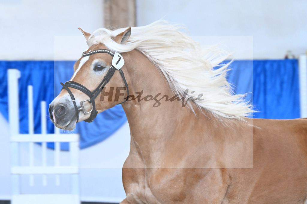 Kat-Nr. 7 Wingo vam Wickert v. Winterzauber_Zur Werra_48250187 | hf-fotografie - Realisiert mit Pictrs.com