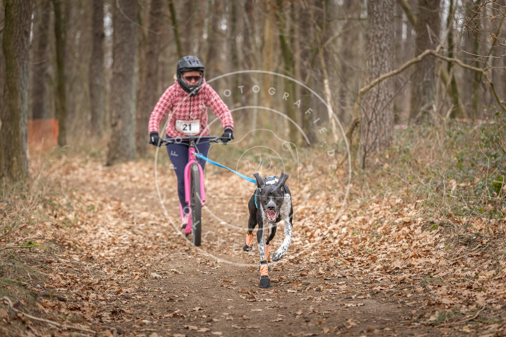 Pfotenfotografie_DV3A7523 | Hundefotografie, Tierfotograf, Pfotenfotografie, Fotoshooting Hund, Hunde Portrait, Hundesport, Hundeportraits, Heideshooting, Hunde, Sportfotograf, Hundefotograf, Turnierhundsport, THS,  - Realisiert mit Pictrs.com