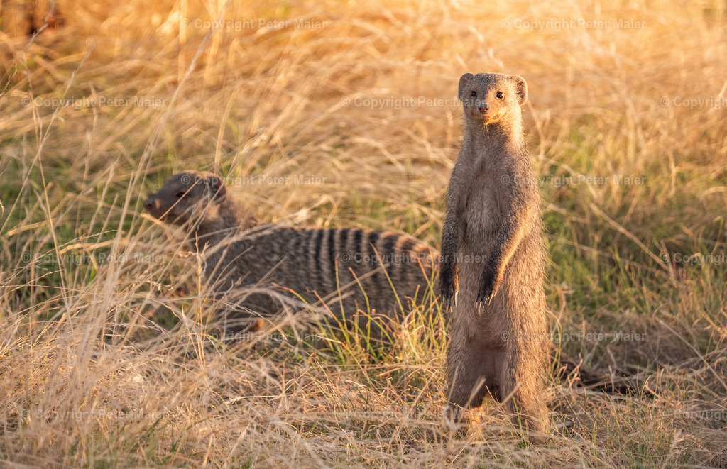 Etosha_Nationalpark_Namibia-144 | piet_flosse