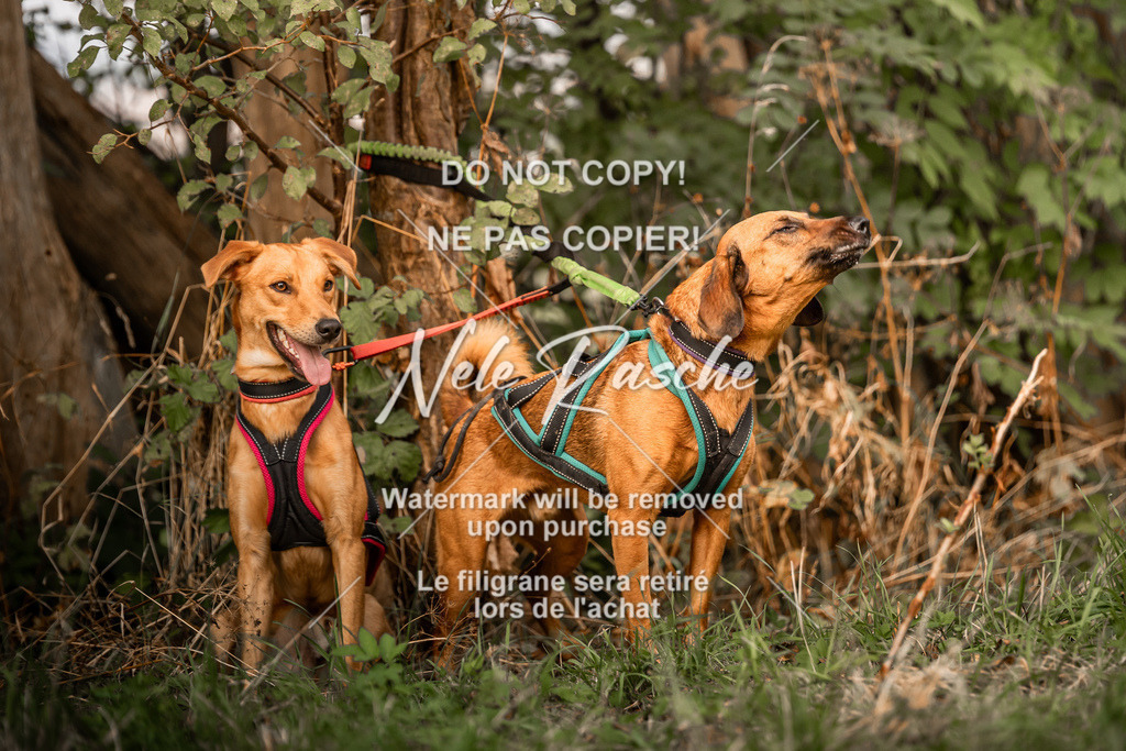 nelerasche_slaw24Fr1_99 | nelerasche