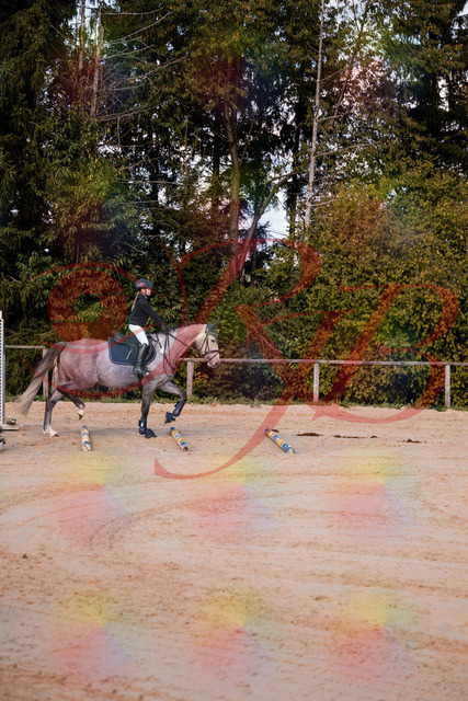 2026_10_03_Siefer-Hof_145034_Z81_28554932 | Professionelle Reitsport-, Turnier- und Eventfotografie von Robert Broda. Galerien mit ausgewählten und bearbeiteten Bildern direkt online ansehen und bestellen.