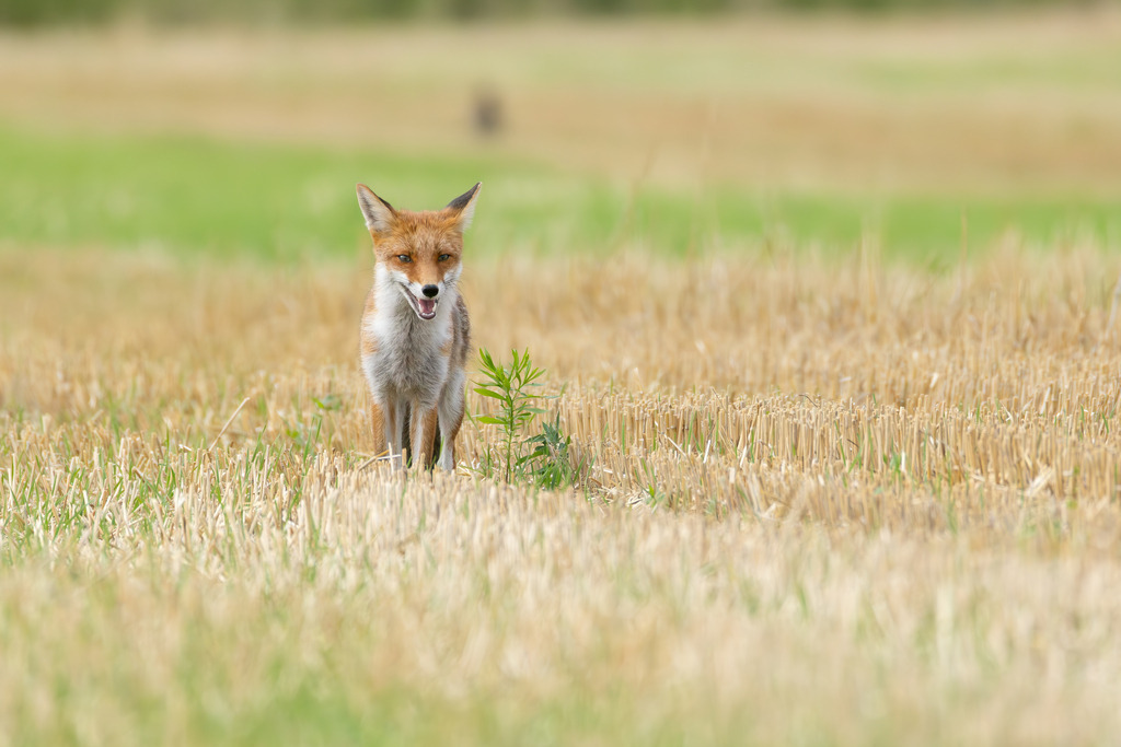 Der Fuchs | Der Rotfuchs (Vulpes vulpes) ist das am weitesten verbreitete Raubtier in Mitteleuropa und hat sich dank seiner erstaunlichen Anpassungsfähigkeit in nahezu allen Lebensräumen etabliert, von dichten Wäldern bis hin zu städtischen Gebieten. Er gehört zur Familie der Hundeartigen, weist aber mit seinen schlitzförmigen Pupillen und der Art, wie er mit seiner Beute spielt, auch katzenartige Züge auf. Der Fuchs ist ein geschickter Jäger und wird nicht umsonst als „schlau wie ein Fuchs“ bezeichnet. - Realisiert mit Pictrs.com