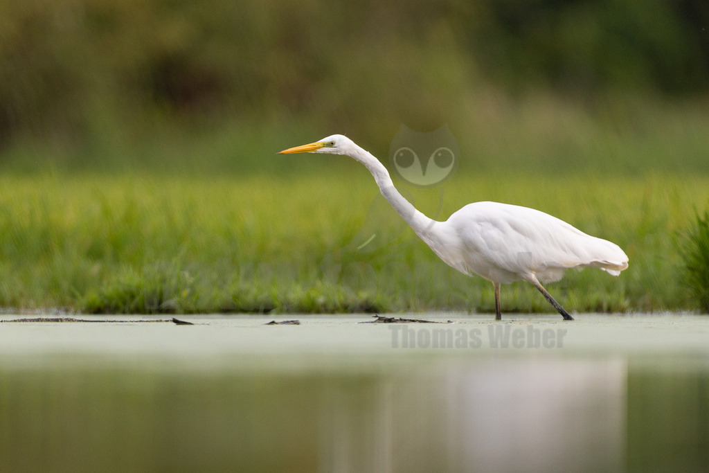 _5M23838_20250905 | Ein eleganter Silberreiher (Ardea alba) mit seinem charakteristischen weißen Gefieder, gelbem Schnabel und schwarzen Beinen watet durch flaches, leicht trübes Wasser. Der Vogel ist im Profil zu sehen, sein langer Hals ist leicht nach vorne gestreckt, während er aufmerksam nach Beute Ausschau hält. Im Hintergrund ist eine unscharfe grüne Vegetation zu erkennen, die auf ein Feuchtgebiet oder einen Sumpf hindeutet. Die beobachtete Interaktion ist die Nahrungssuche. - Realisiert mit Pictrs.com