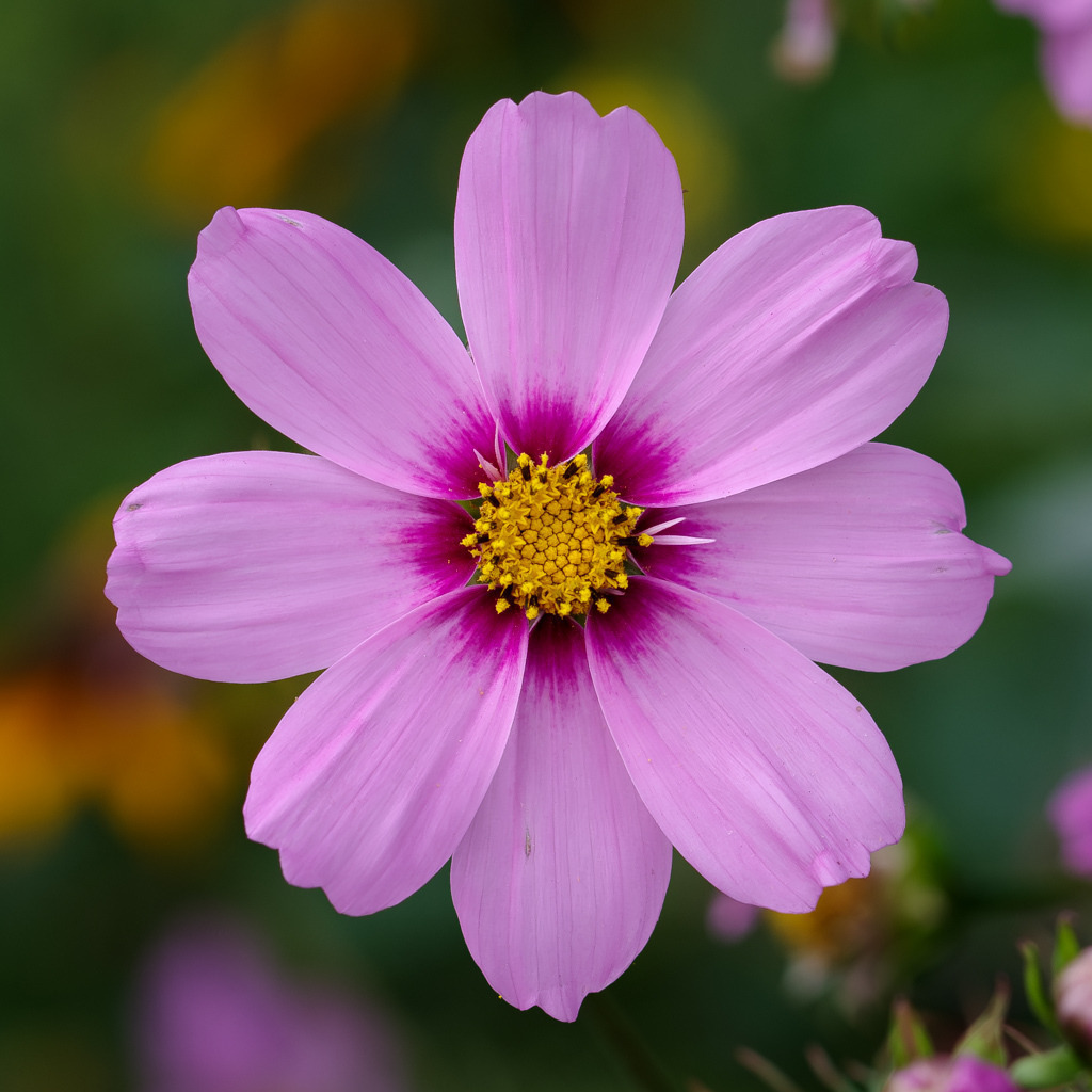 Wunderschöne Garten-Kosmee, die Zweite! | Mir kommt es so vor, als wenn sich die Hingabe und Geduld der Gärtner in den Blüten ihrer Schützlinge widerspiegelt. - Realisiert mit Pictrs.com