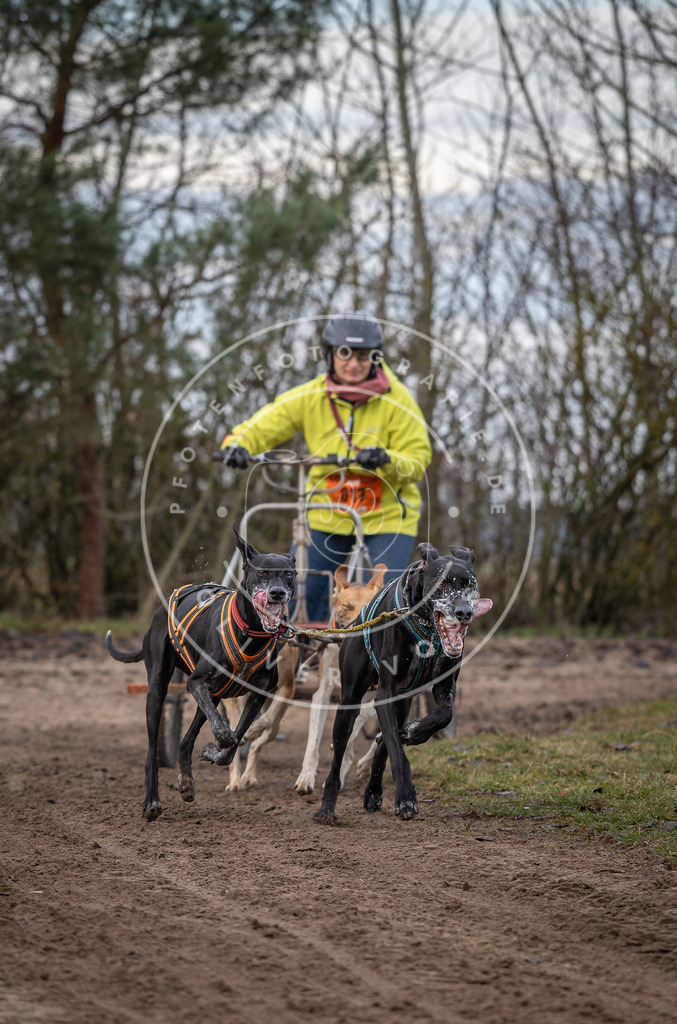 Pfotenfotografie_DV3A6058 | Hundefotografie, Tierfotograf, Pfotenfotografie, Fotoshooting Hund, Hunde Portrait, Hundesport, Hundeportraits, Heideshooting, Hunde, Sportfotograf, Hundefotograf, Turnierhundsport, THS,  - Realisiert mit Pictrs.com