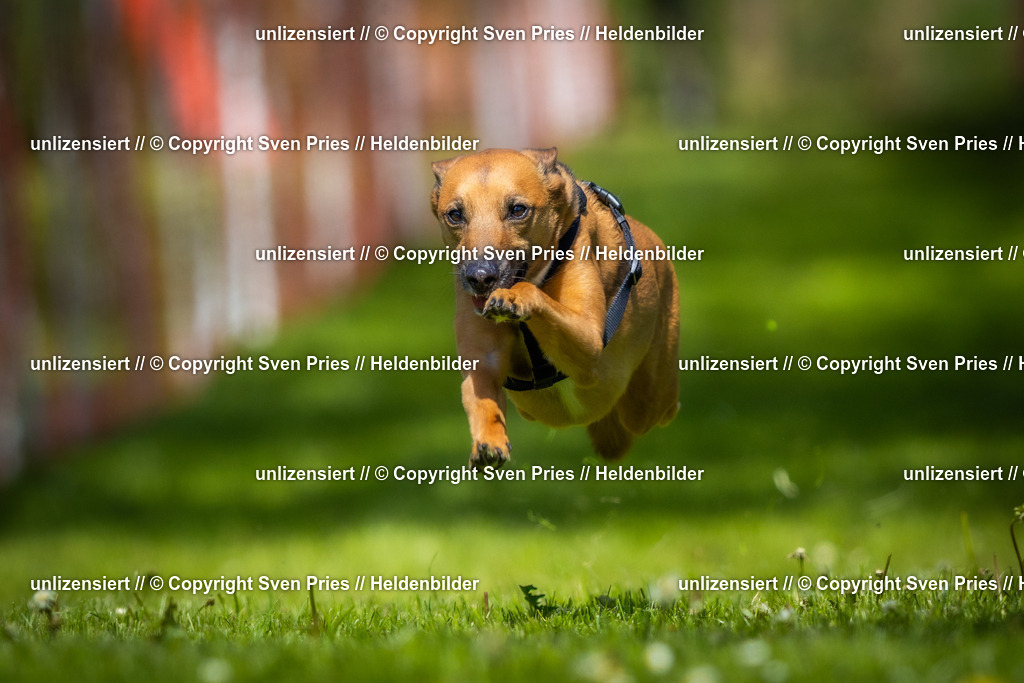 Hunderennen_April_2026_417 | 2026-04-26 - Hunderennen Baden-Oos April 2026 - Realisiert mit Pictrs.com
