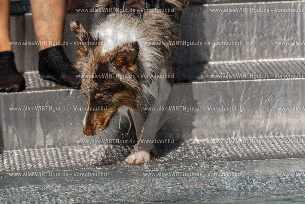 Hundeschwimmen_Volksbad_2026-allesWIRTHgut_Tierfotografie-2609061303-FAY06650 | Professionelle Tierfotografie in Mönchengladbach von Daniel Wirth (allesWIRTHgut). Liebevolle & natürliche Bilder von Hunden & Katzen für unvergessliche Erinnerungen.