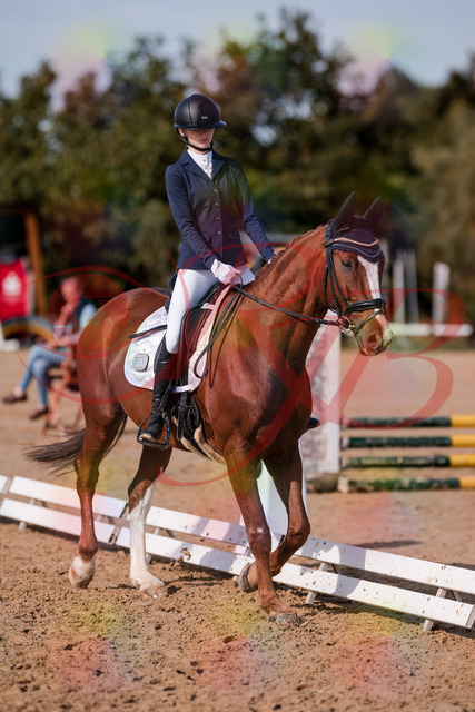 2026_10_03_Siefer-Hof_123444_Z81_32935434 | Professionelle Reitsport-, Turnier- und Eventfotografie von Robert Broda. Galerien mit ausgewählten und bearbeiteten Bildern direkt online ansehen und bestellen.