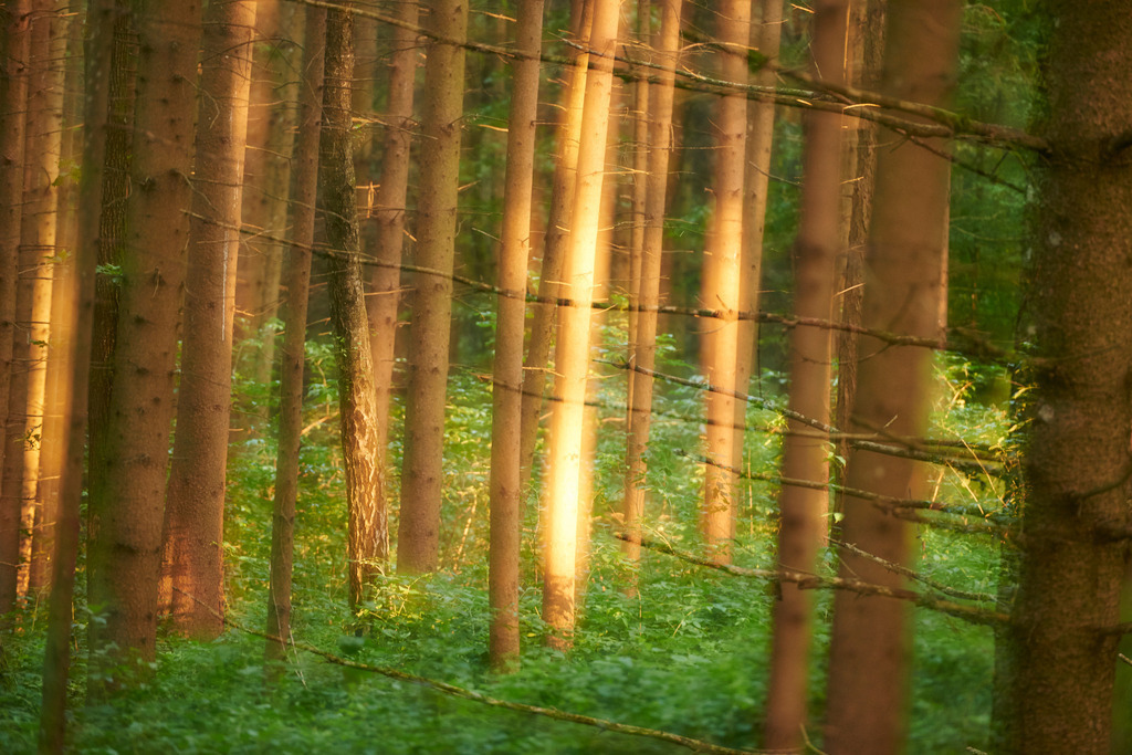 Abendlicht im Wald | Rauchwart, Austria - July 15, 2015: Abendlicht im Wald. - Realisiert mit Pictrs.com