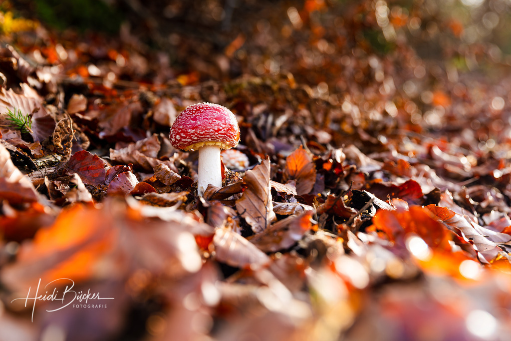Fliegenpilz im Herbstlaub | Fliegenpilz im Herbstlaub - Realisiert mit Pictrs.com