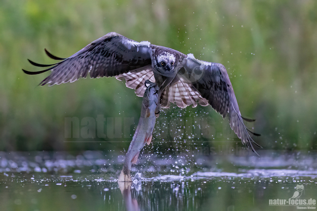 20220716044103-9-3 | Wie sein Name schon erahnen lässt, spezialisiert sich dieser mittelgroße Adler bei der Nahrungssuche ausschließlich auf Fisch. Deshalb trifft man ihn bei uns in der Nähe von flachen Süßwasserseen und küstennahen Brackgewässern an. - Realisiert mit Pictrs.com