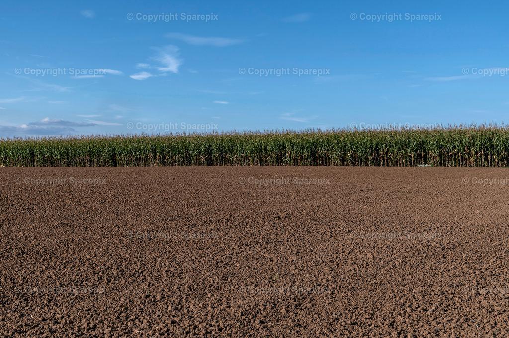 CAR_Agri_Corn7 | Camera height 1,60m - light 8/30° - Realisiert mit Pictrs.com