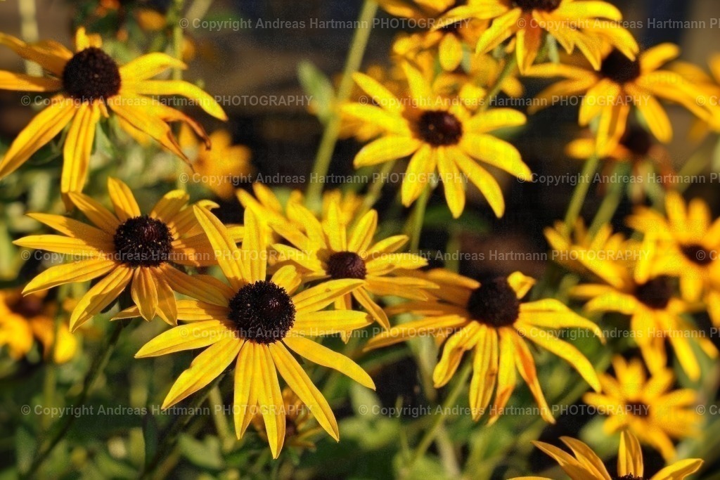 Sonnenhut Goldsturm | Sonnenhut Goldsturm - Realisiert mit Pictrs.com