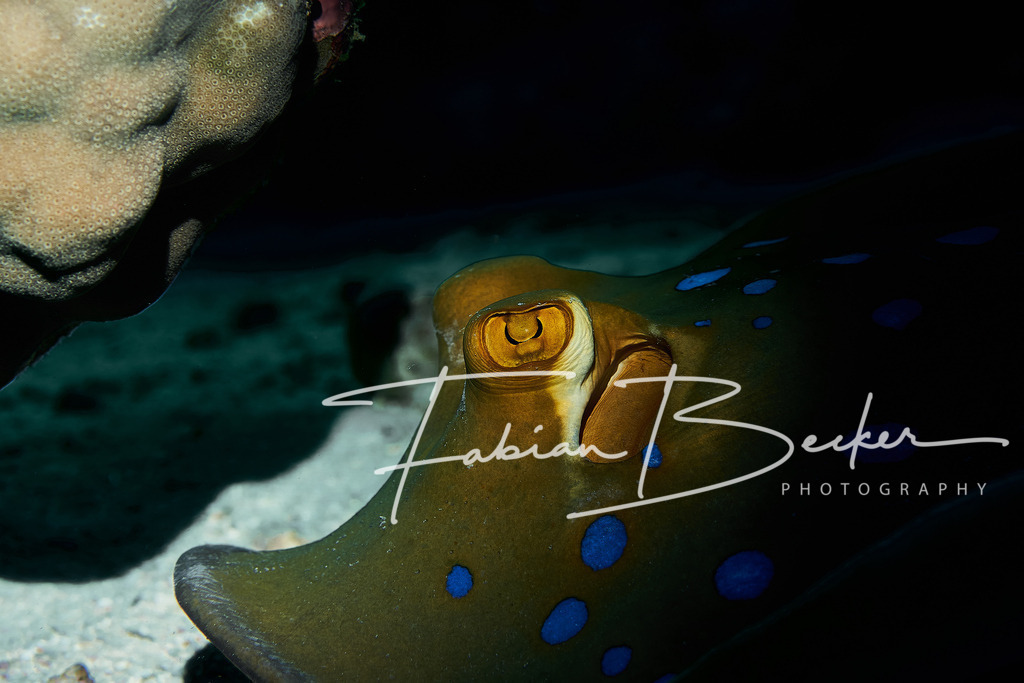 Unter Beobachtung | Einzigartige Wandbilder von faszinierenden Unterwasserwelten. Exklusive Kunst für Empfangsbereiche, Wohnraum oder Wartezimmer. - Realisiert mit Pictrs.com