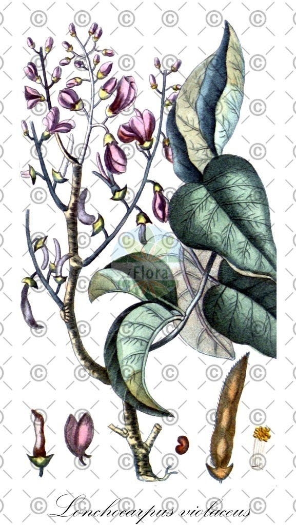 HistAbb_wfo-0000230556_1_ENZY_Simple | Historische Abbildung von Lonchocarpus violaceus - Fabaceae | Historical Illustration of Lonchocarpus violaceus - Fabaceae