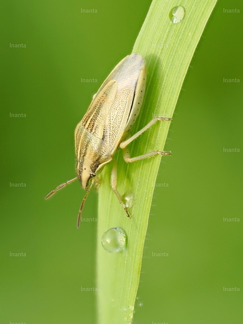 Getreidewanze (Aelia acuminata) | Inanta - Realisiert mit Pictrs.com