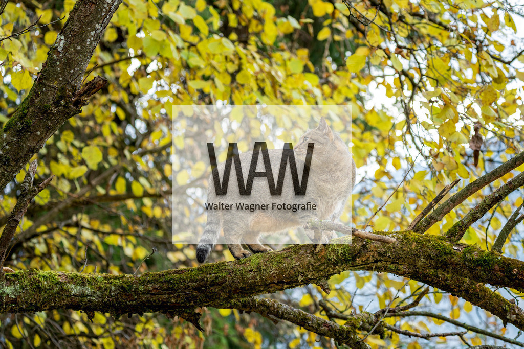Ylvi | walter-wagner-fotografie