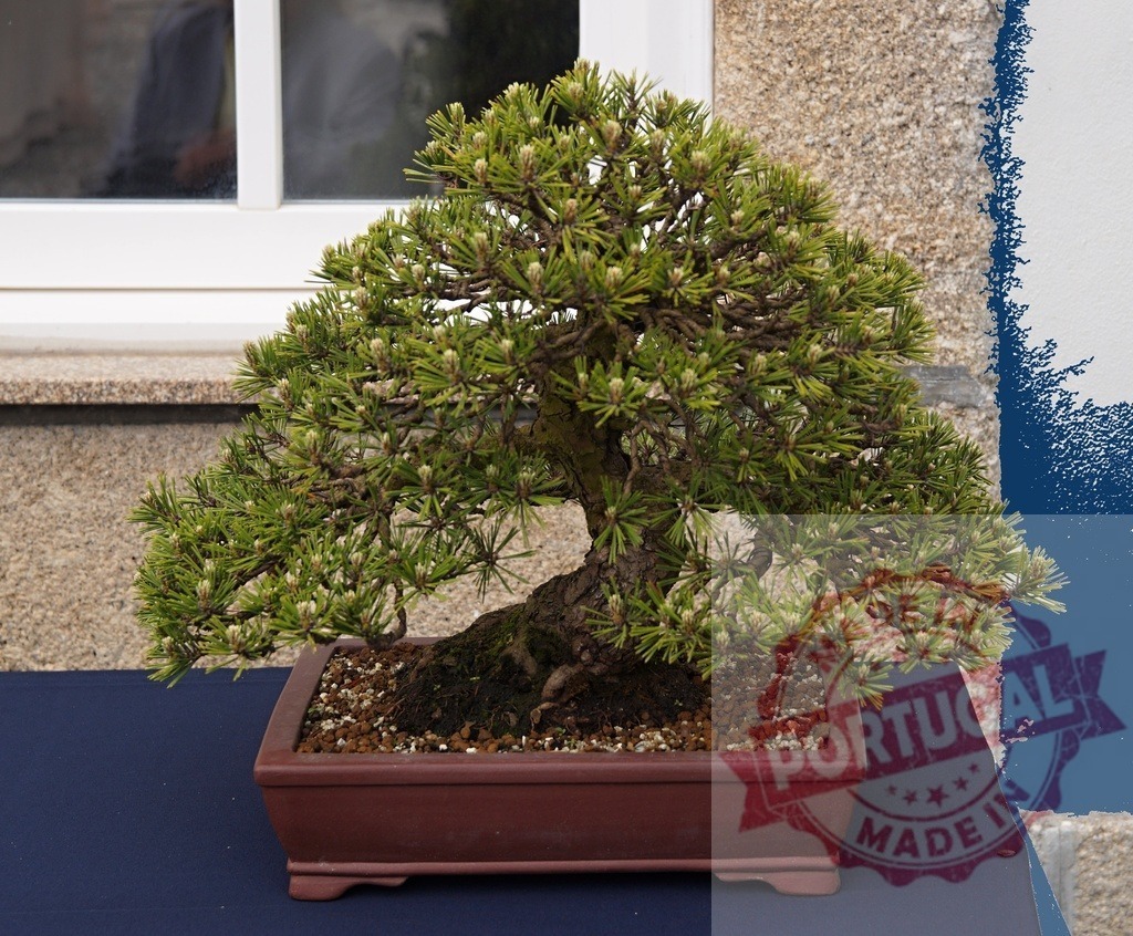 Japanese black pine bonsai tree presenting Zen art form | Bonsai tree growing in a pot, showcasing discipline and natural beauty - Realized with Pictrs.com