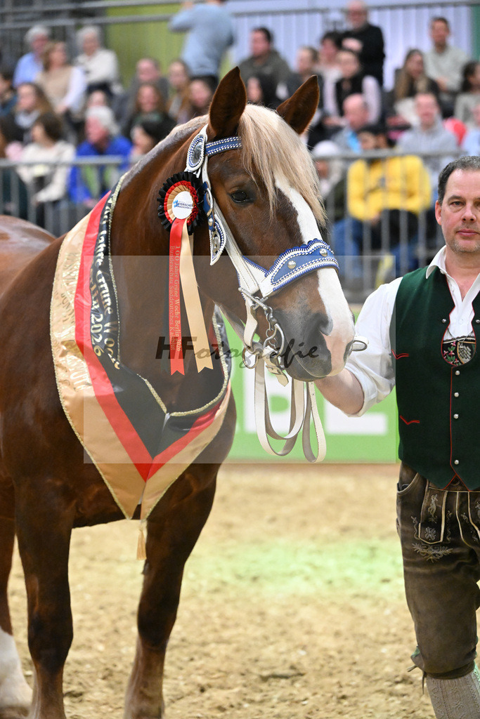 Kat-Nr. 33 Finesse G v. Schmauzenberg_Grandauer_1260714 | hf-fotografie - Realisiert mit Pictrs.com