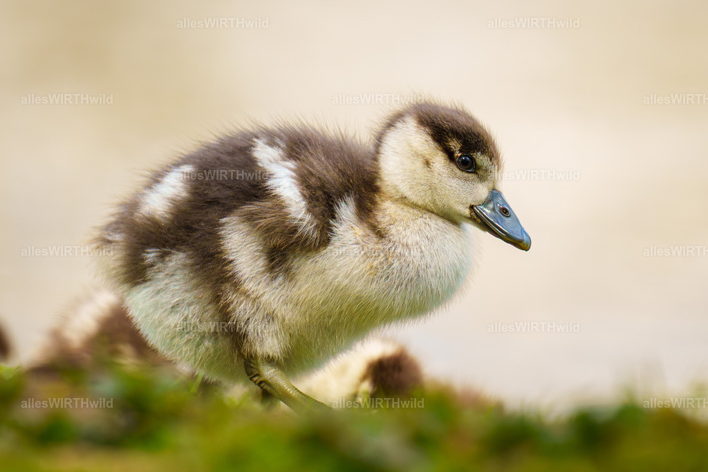 Daniel Wirth - www.allesWIRTHwild.de -7IV07503 | Entdecke die faszinierende Welt der Natur- und Wildlife-Fotografie von Daniel und Bärbel. Inspirierende Bilder von wilden Tieren und kleinen Naturwundern.