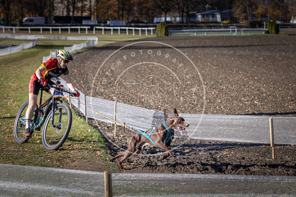 CaniXpix_DV3A6404 | Hundefotografie, Tierfotograf, Pfotenfotografie, Fotoshooting Hund, Hunde Portrait, Hundesport, Hundeportraits, Heideshooting, Hunde, Sportfotograf, Hundefotograf, Turnierhundsport, THS,  - Realisiert mit Pictrs.com