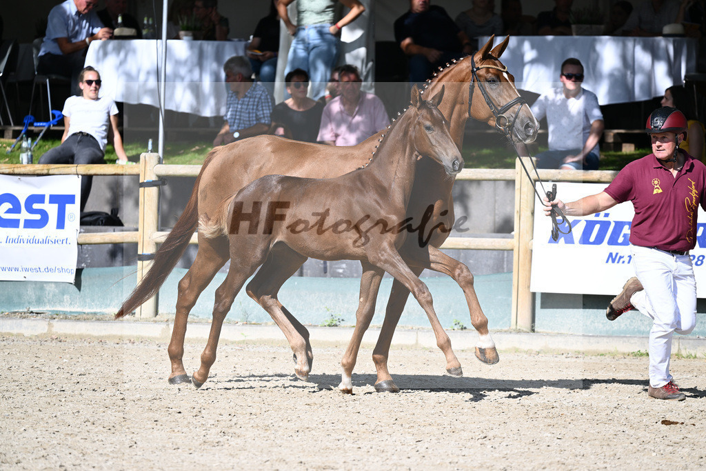 Praesentation Auktionsfohlen_36230388 | hf-fotografie - Realisiert mit Pictrs.com