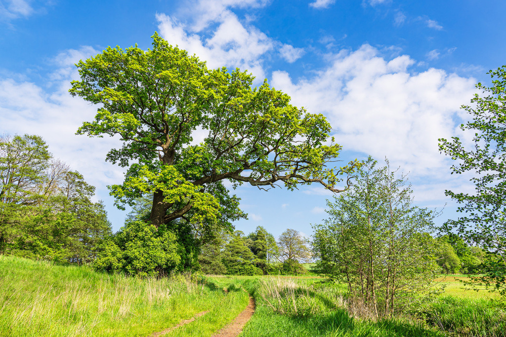 Landschaft nahe Mellenthin auf der Insel Usedom | Landschaft nahe Mellenthin auf der Insel Usedom.