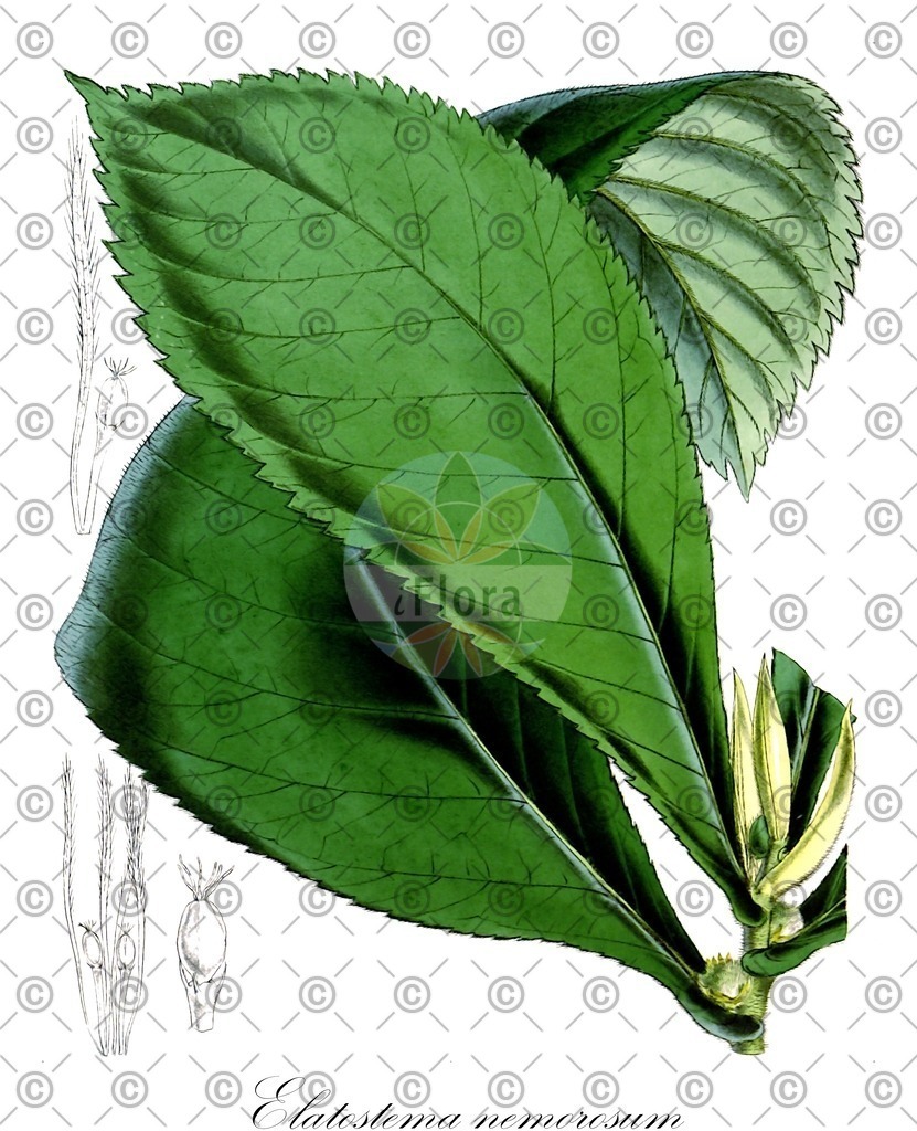 HistAbb_wfo-0000402313_1_ENZY_Simple | Historische Abbildung von Elatostema nemorosum - Urticaceae | Historical Illustration of Elatostema nemorosum - Urticaceae