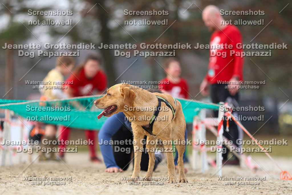 Dog Paparazzi - Strongdog North Mrz26-4207 | Dog Paparazzi Jeanette Grottendiek Fotografie & Videografie - Realisiert mit Pictrs.com