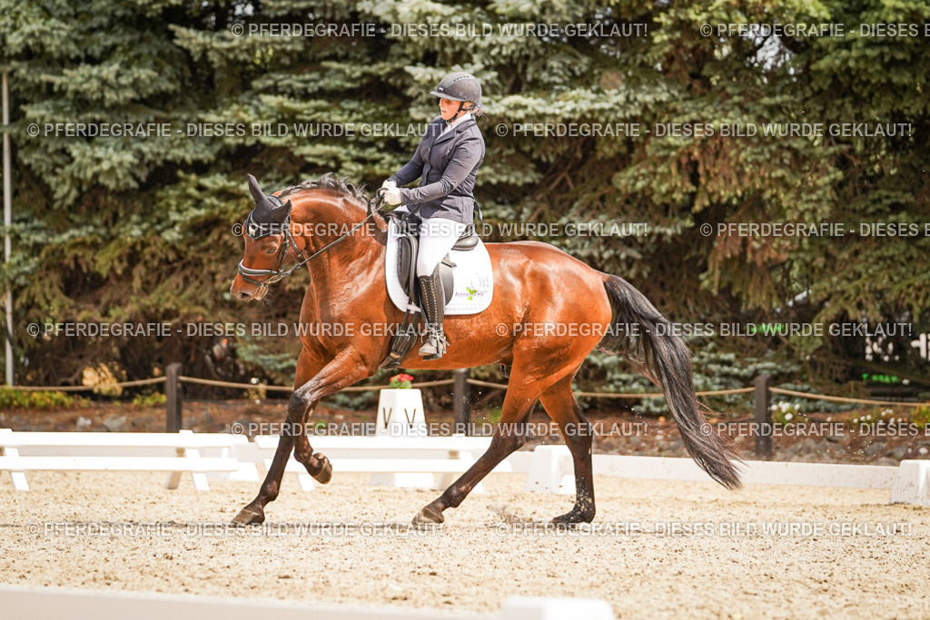 DSC01683 | Pferdegrafie