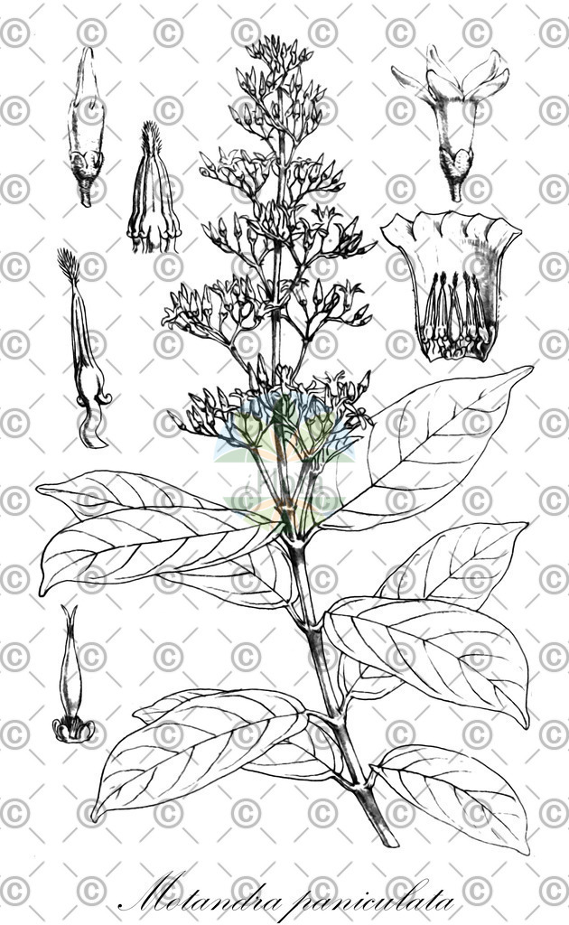HistAbb_wfo-0001427163_2_ENZY_Simple | Historische Abbildung von Motandra paniculata - Apocynaceae | Historical Illustration of Motandra paniculata - Apocynaceae