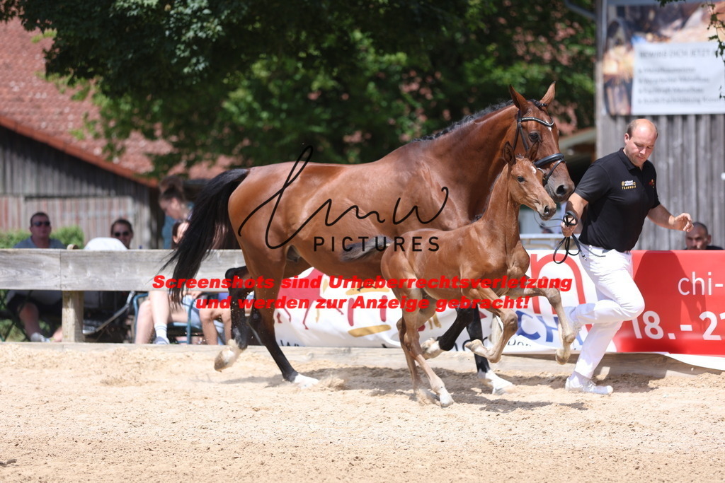 Fohlenschau_Schwäbisch_Hall_springbetonte_Fohlen_KN 19_12 | lmwpictures - Realisiert mit Pictrs.com