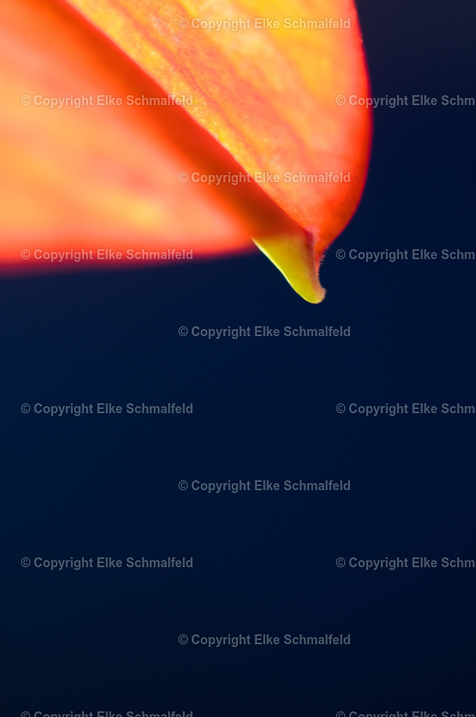 Bluetenreise-Rot-08 | Elke Schmalfeld - Realisiert mit Pictrs.com