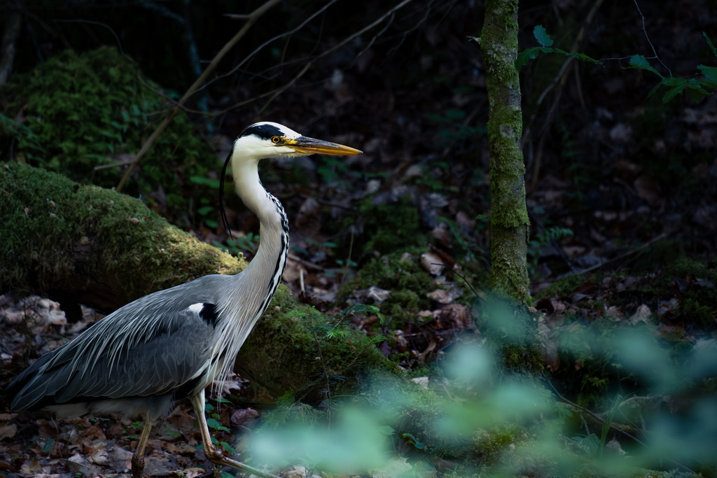 Fischreiher im Monbachtal #2 | Tier- & Landschaftsfotografie und Porträtshootings. Entdecke einzigartige Fotokunst als Wandbild, Tasse oder Mauspad – mit Leidenschaft fotografiert - Realisiert mit Pictrs.com