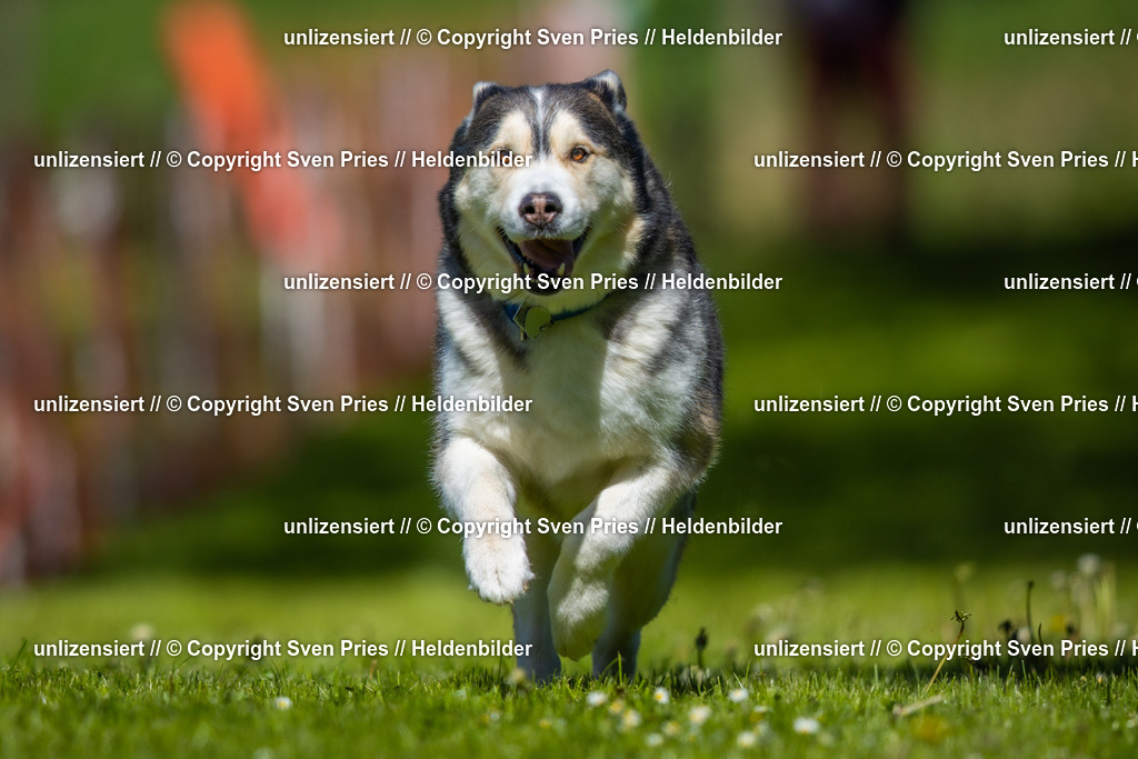 Hunderennen_April_2026_307 | 2026-04-26 - Hunderennen Baden-Oos April 2026 - Realisiert mit Pictrs.com