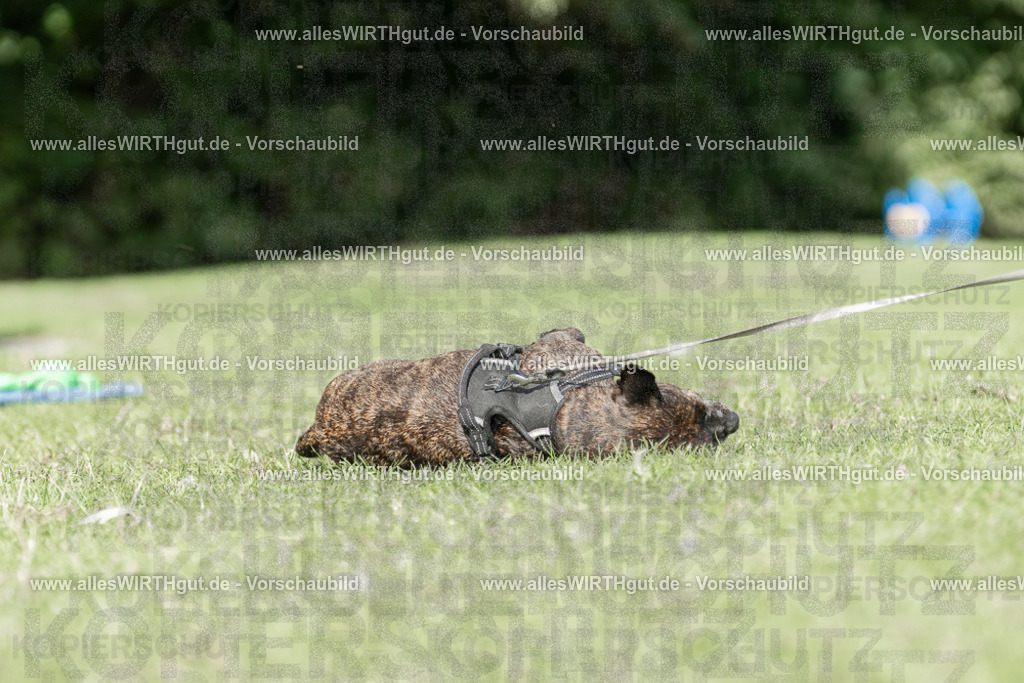 Hundeschwimmen_Volksbad_2026-allesWIRTHgut_Tierfotografie-2609061526-7R501527 | Professionelle Tierfotografie in Mönchengladbach von Daniel Wirth (allesWIRTHgut). Liebevolle & natürliche Bilder von Hunden & Katzen für unvergessliche Erinnerungen.