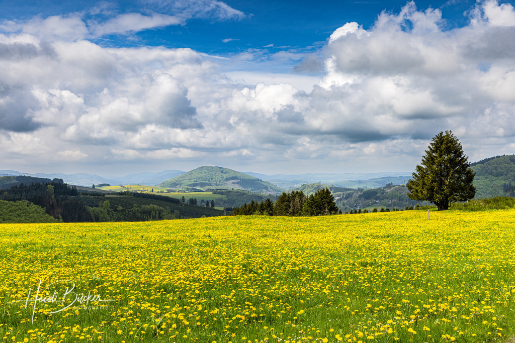 Löwenzahnwiese im Schmallenberger Sauerland | Löwenzahnwiese im Schmallenberger Sauerland mit Blick auf den Wilzenberg - Realisiert mit Pictrs.com