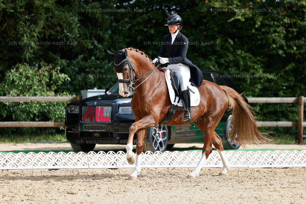 07-201-DRESSUR  S___  -StoibPH-5079 | working equitationturnier fotograf videograf stoibphotography marixx film working equitation deutschland reitsport turnierfotografie eventfotografie equestrian events