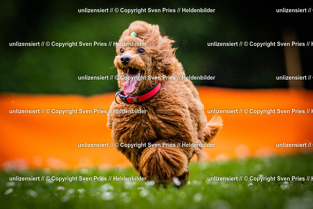 Sven Pries | 2025-05-29 - Pudelrennen KA-Durlach - Realisiert mit Pictrs.com