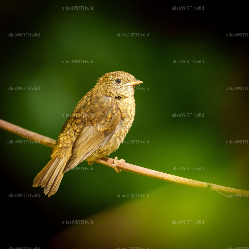 Daniel Wirth - www.allesWIRTHwild.de - Harz - 7IV07751 | Entdecke die faszinierende Welt der Natur- und Wildlife-Fotografie von Daniel und Bärbel. Inspirierende Bilder von wilden Tieren und kleinen Naturwundern.