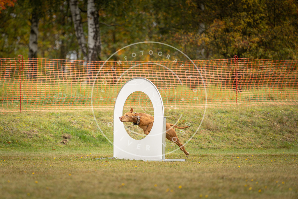 Pfotenfotografie_DV3A2668 | Hundefotografie, Tierfotograf, Pfotenfotografie, Fotoshooting Hund, Hunde Portrait, Hundesport, Hundeportraits, Heideshooting, Hunde, Sportfotograf, Hundefotograf, Turnierhundsport, THS,  - Realisiert mit Pictrs.com