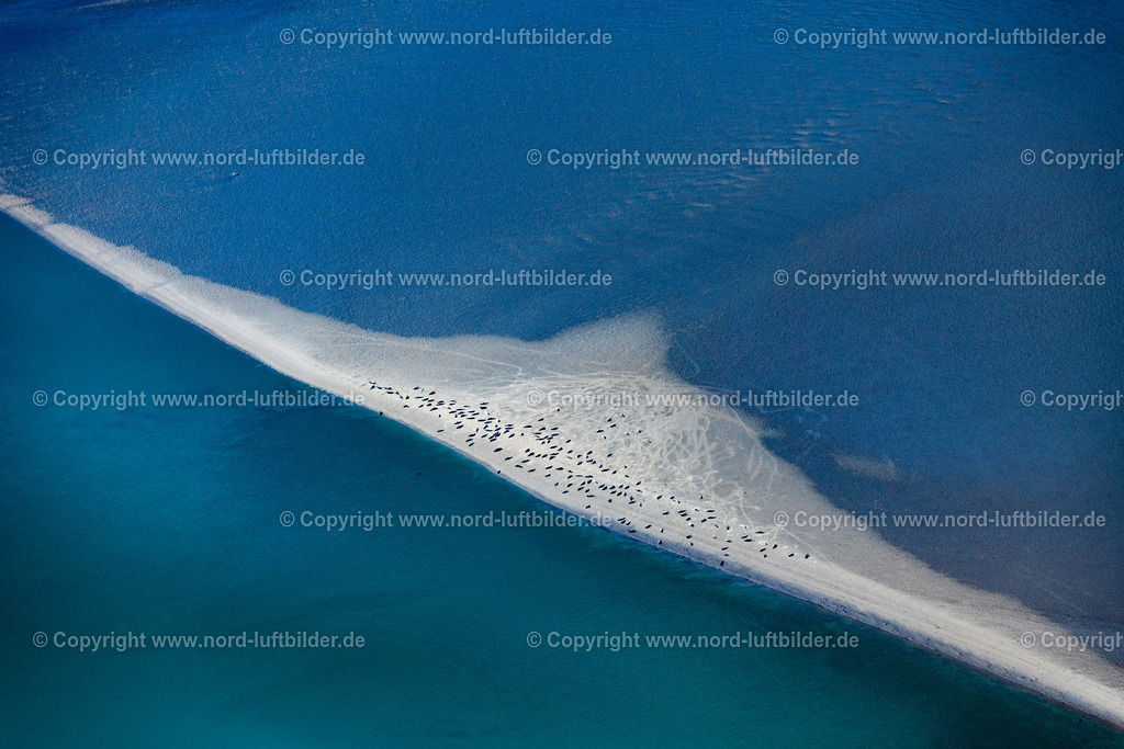 Norderney_Robben_Und_Seehundbank_Sandbank_Wattenmmer_ELS_5607050923 | NORDERNEY 05.09.2023 Küsten- Landschaft und Sandbank - Strukturen Robben und Seehunde auf einer Sandbank " Seehundbank " in Norderney im Bundesland Niedersachsen, Deutschland. // Coastal landscape and sandbank structures Seals and harbor seals on a sandbank "Seehundbank" in Norderney in the state Lower Saxony, Germany. Foto: Martin Elsen