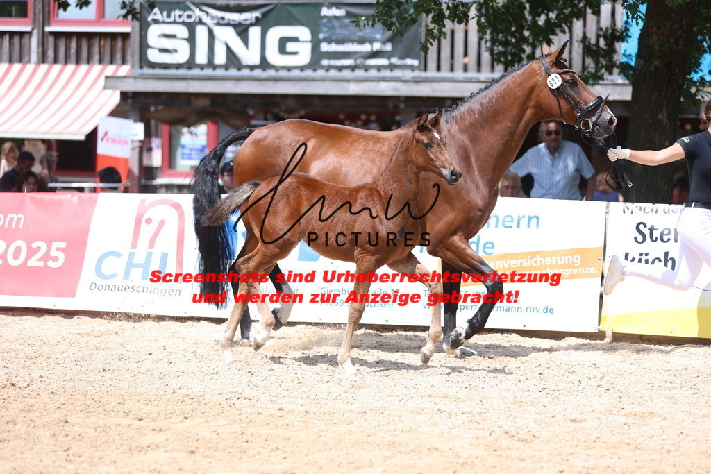 Fohlenschau_Schwäbisch_Hall_springbetonte_Fohlen_KN 31_4 | lmwpictures - Realisiert mit Pictrs.com