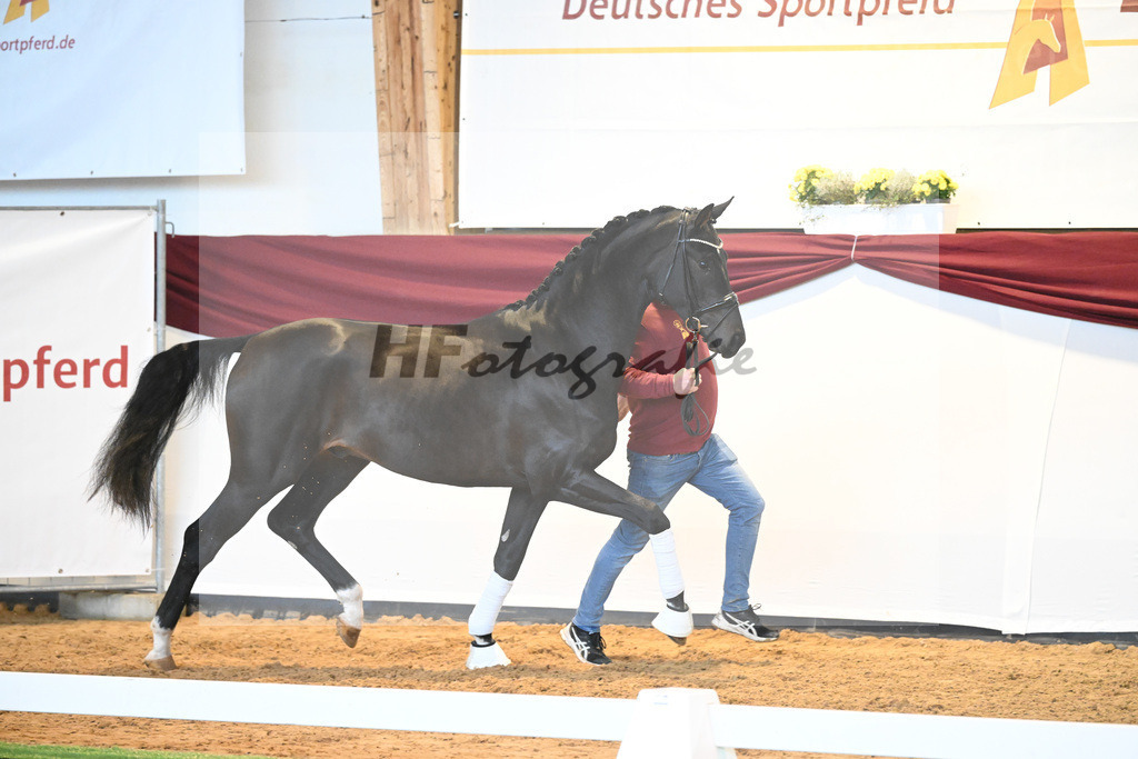 Kat-Nr. 19 v. Desperados_Reesink Horses_66220278 | hf-fotografie - Realisiert mit Pictrs.com