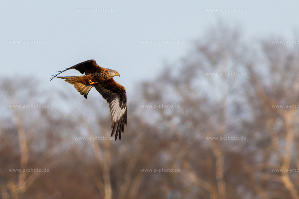 Rotmilan | Milvus milvus - Realisiert mit Pictrs.com