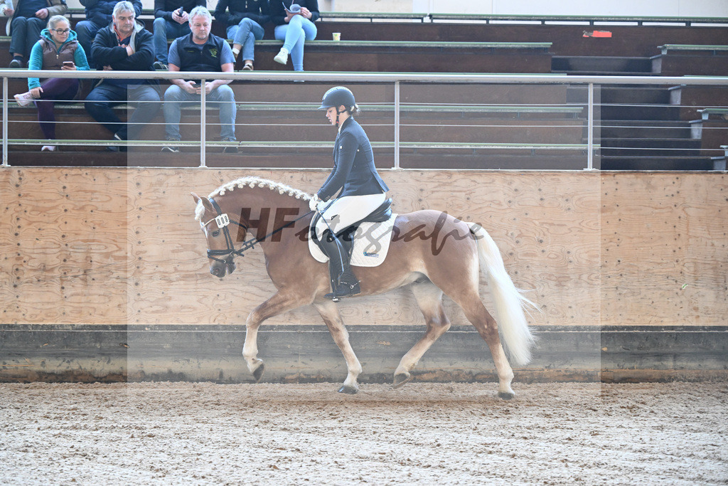 Kat-Nr. 8 Simba L v. Sonnenkoenig-Gold_Kappelsberger_43250222 | hf-fotografie - Realizzato con Pictrs.com