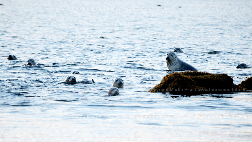 Helgoland Robben_ELS_3598030818 | Helgoland - Aufnahmedatum: 03.08.2018, Aufnahmehöhe:  m, Koordinaten:  - , Bildgröße: 6508 x  3660 Pixel - Copyright 2018 by Martin Elsen, Kontakt: Tel.: +49 157 74581206, E-Mail: info@schoenes-foto.deSchlagwörter:Schleswig-Holstein,Landkreis Pinneberg,Düne,Hochseeinsel,Börteboote,Meer,Küste,Halunder,Oberland,Unterland,Strand,Seehunde,Robben,Lange Anna,Felsen,Roter Felsen,Luftbild,Luftbilder,Bastölpel - Realisiert mit Pictrs.com