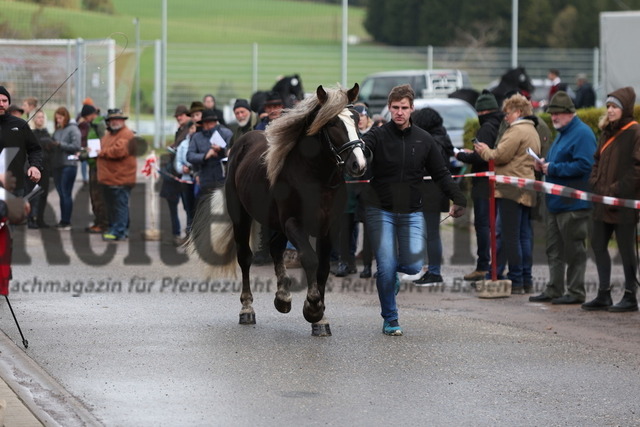 Sankt Märgen_2023_Körung_Pflastermusterung (76) | Alle Fotos der Reiterjournal Fotografin Doris Matthaes im Reiterjournal Online-Fotoshop. - Realisiert mit Pictrs.com