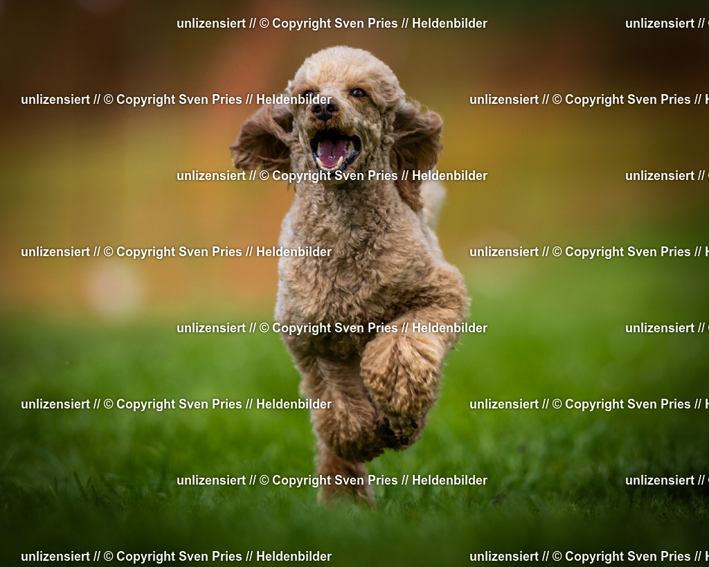 Sven Pries | 2025-04-13 - Hunderennen Baden-Baden - Realisiert mit Pictrs.com