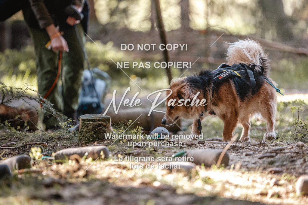 6Z1A0785 | nelerasche
